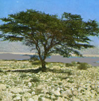 Akazie in'n Negev © Sami Awad 
