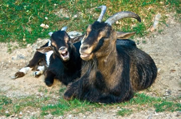 Düsse Zägen geiht dat good. Foto: Martin Jakubowski/Pixelio 