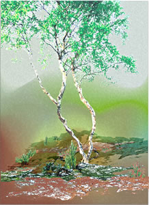 Moorbark. Bild vun Ludgerd Lüske