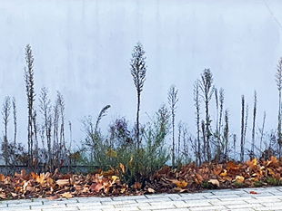 banksy?